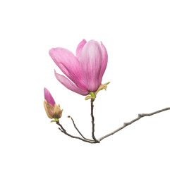 magnolia flower branch isolated on white background