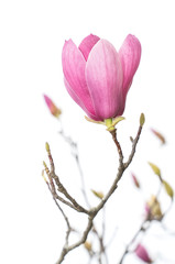 Obraz na płótnie Canvas magnolia flower branch isolated on white background