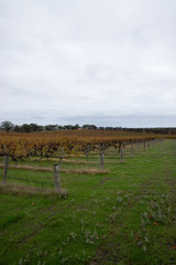 Vineyard view on a cloudy day.