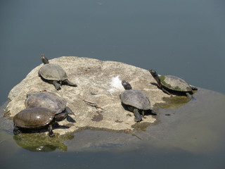Fototapeta premium 公園の池のカメ