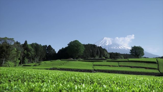 Fresh green japanese tea fields and superb views of Mt. Fuji at Shizuoka Prefecture Japan.
