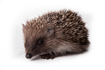 Hedgehog isolated on white background Close-up
