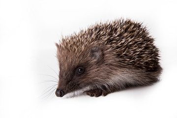 Hedgehog isolated on white background Close-up