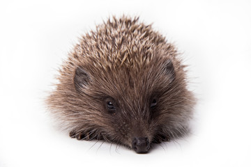Hedgehog isolated on white background Close-up