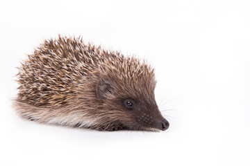 Hedgehog isolated on white background Close-up