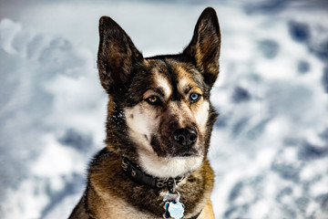 German Shepherd in the snow