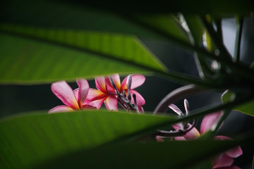 Pink Plumeria flower with natural frame