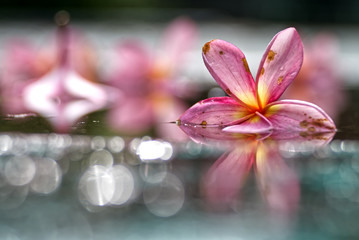 Pink plumeria with its reflection on a wet ground