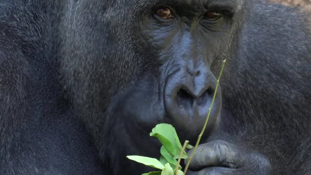 This closeup video shows the face and hands of a big silverback gorilla chewing and eating green leaves in Africa.
