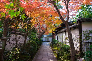 京都　妙心寺塔頭　退蔵院の紅葉