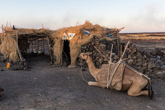 エルタ アレ火山 ラクダ Stock Photo Adobe Stock