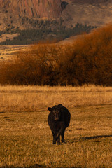 cow grazing in field at sunset