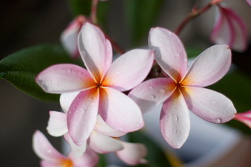 Fototapeta na wymiar Flowers Hawaii