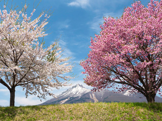 寿ぎの春　磐梯山