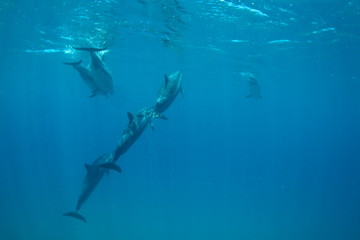 Dolphins Swimming