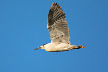 Black-crowned night heron flying i , seen in the wild in North California