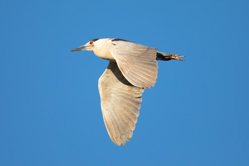 Obraz premium Black-crowned night heron flying i , seen in the wild in North California