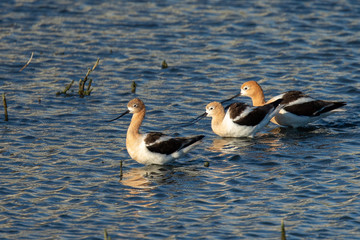 American avocets in the wild 