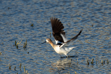 American avocet landing in the wild 