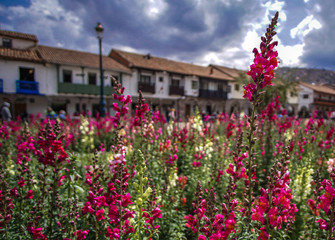 Fototapeta na wymiar A field of red and white flowers adorn the town center in Cusco, Peru