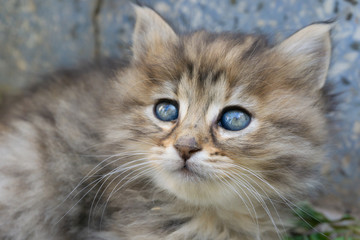 Gray and brown cute kitten head with blue eyes.  Close up tabby cat portrait. Street cat and lifestyle concept.