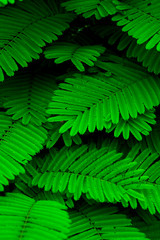 Green mini leaf tone in natue for background