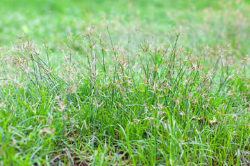 Grass flower and blur background in nature for background