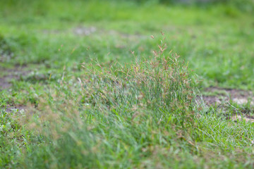 Grass flower blur front and background in nature for background