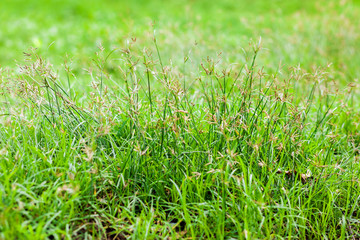 Grass flower and blur background orange sun light tone in nature for background