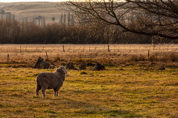 sheep grazing in field