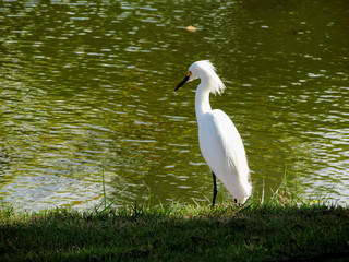 One bird blanco posing in swampy grass covered water pond with yellow and brown grass on its Surface.