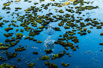Salt Water Crocodile (Salty) in the water in Kakadu Nation Park (Australia, Northern Territory)