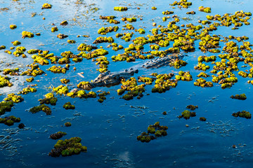 Salt Water Crocodile (Salty) in the water in Kakadu Nation Park (Australia, Northern Territory)