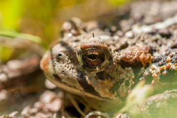 Toad with War Paint - Profile Headshot