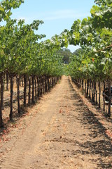 Fototapeta na wymiar two rows of grapevines creating a vanishing point in the vineyard
