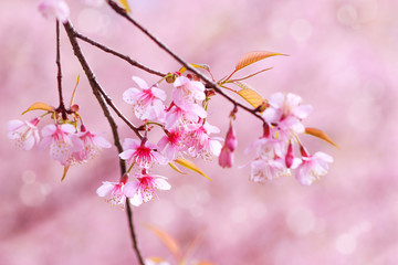Soft focus, beautiful Wild Himalayan Cherry blossom, Prunus cerasoides in Thailand,
