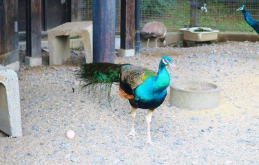 鳥　孔雀　たまご1個　笑顔　オリの中　茨城