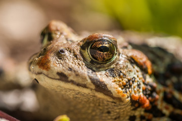 Bufo boreas - Kiss Me I Might Be Your Princess