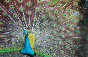 Obraz premium 鳥 くじゃく 夏 茨城