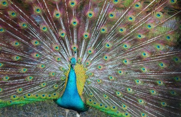 Obraz premium 鳥 くじゃく 夏 茨城