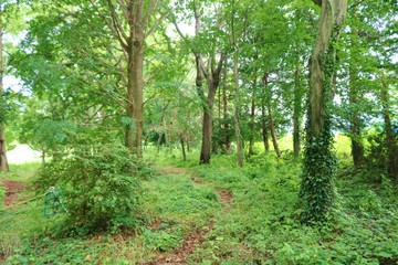 風景　道　山道　緑　公園　茨城
