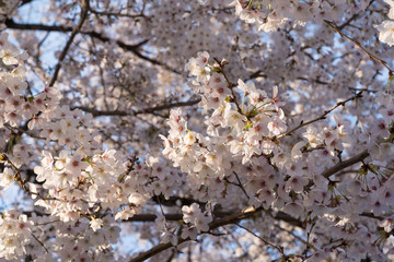 桜　風景