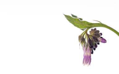 Comfrey Flower Cluster - Banner