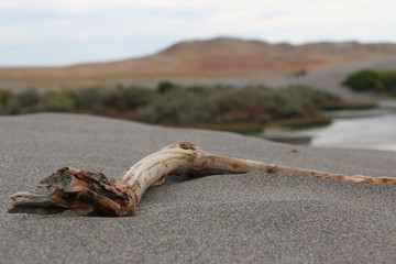 Obraz premium Stick Resting in the Sand Macro