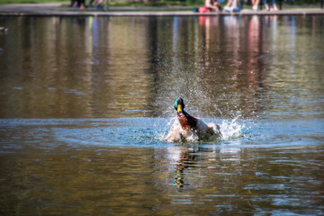 duck splashing in the water of a pond