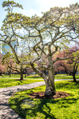 Fototapeta premium tree beginning to bloom in the beginning of spring