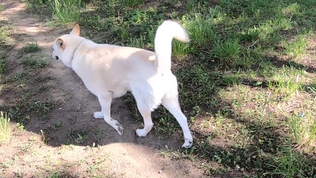 SLOW MOTION - Husky dog walking around in the country without a leach.