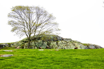 green hills and trees in the spring