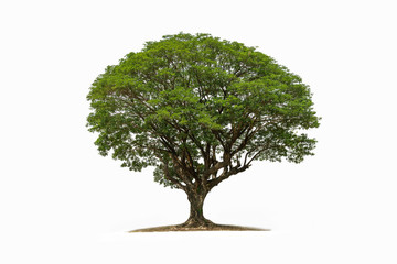 Rain tree isolated on white background . tropical tree