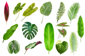 Set of Tropical leaves isolated on white background. Tropical leaves